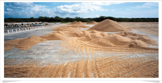 dry processing1 coffee production