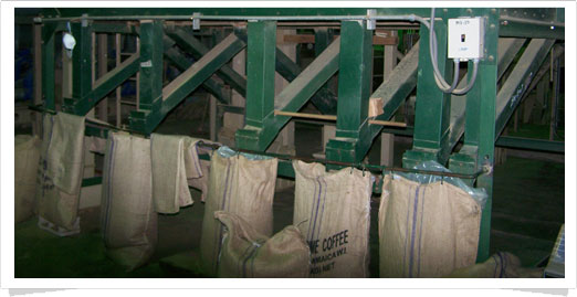 dry processing4 coffee production